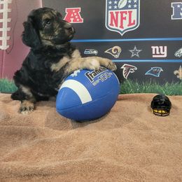 Labradoodle Puppies from Pawpaws Doodles