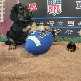 Labradoodle Puppies from Pawpaws Doodles