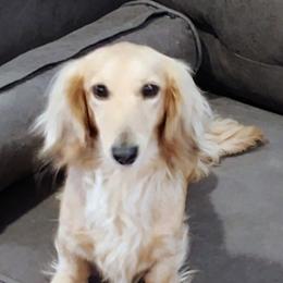 Percy - Cream female Dachshund puppy in Windom, Minnesota from Wyrmhund Dachshunds