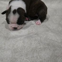 Girl 1 - Black brindle and white female Boston Terrier puppy in Gibson City, Illinois from Quinn's Kennels