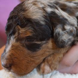 Girl 4 - female Bernedoodle puppy in Caldwell, Idaho from Treasure Valley Poodles