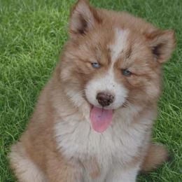 Boy 1 - Red and white male Siberian Husky puppy in Warrenville, South Carolina from StormVale Siberians