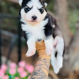 Bubbles - Black and white male Pomsky puppy in Yavapai County, Arizona from Pawsh Pomskies