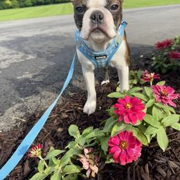 Boston Terrier and French Bulldog Puppies from 3B Kennels-Beth’s Best Boston’s