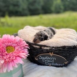 Baylie - Dapple female Dachshund puppy in Colbert, Georgia from Southern Drawl Dachshunds