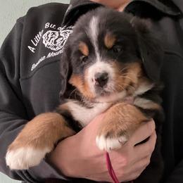 Burgundy - Tri-color female Bernese Mountain Dog puppy in Barker, New York from A little bit of heavens Bernese mountain dogs