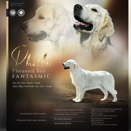 Phoebe - Golden Retriever