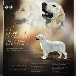 Phoebe - Golden Retriever
