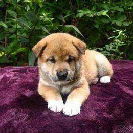 Ace - Red male Shiba Inu puppy in Illinois from Precious-Puppies