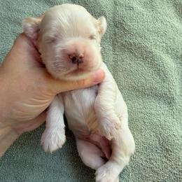 Maple - Red and white male Cocker Spaniel puppy in Delphi, Indiana from Benchmark Cockers