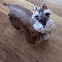 Kashmir - Miniature Schnauzer