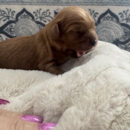 Rusty - Ruby male Cavalier King Charles Spaniel puppy in Melrose, Florida from Magnolia Hill Cavaliers and Doxies