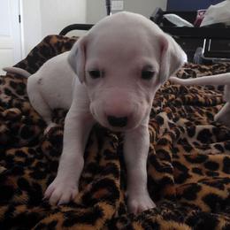 Hewey - White and black male Dalmatian puppy in Killeen, Texas from America's Dalmatian Friends