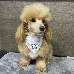 Bonnie - Poodle