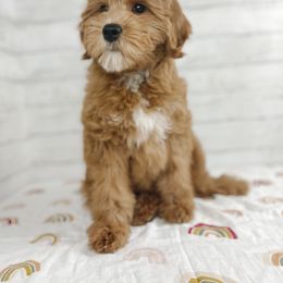 Aussiedoodle and Goldendoodle Puppies from Garside Doodles