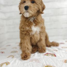 Aussiedoodle and Goldendoodle Puppies from Garside Doodles