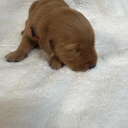 Atlanta (dark pink female) - Dark golden female Golden Retriever puppy in Stigler, Oklahoma from Red MAX Golden Retrievers