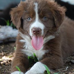 Australian Shepherds from Slydrock Kennels