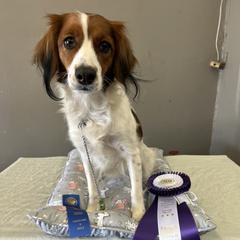 Nederlandse Kooikerhondje All Grown Up from Emma Vescovo