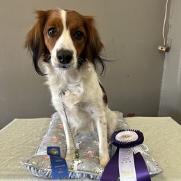 Nederlandse Kooikerhondje All Grown Up from Emma Vescovo