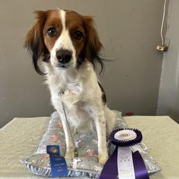 Nederlandse Kooikerhondje All Grown Up from Emma Vescovo