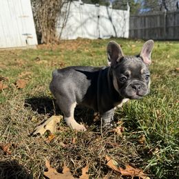 French Bulldog Puppies from Wyatt and co Frenchies