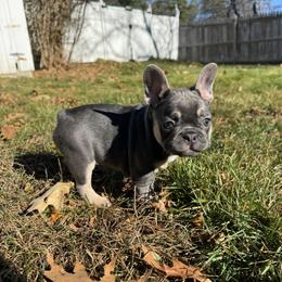 French Bulldog Puppies from Wyatt and co Frenchies