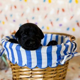 Mr. Olive - Black male Labrador Retriever puppy in Overton, Nevada from Sinfully Sweet Kennel