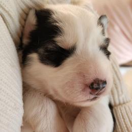 Girl 1 - Black and white female Siberian Husky puppy in Helen, Georgia from Royal Siberian AKC Huskies