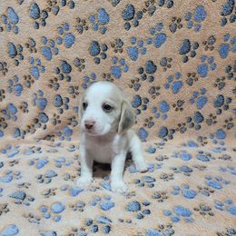 Light tan Girl - Tan and white female Beagle puppy in New River, Arizona from Desert Mountain Dobermans