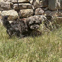 Wolverine - Chocolate brindle male Havanese puppy in Comfort, Texas from HillCountry Havanese