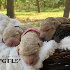Goldendoodle Puppies from O’Doodle Clan Goldendoodles