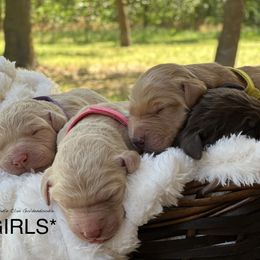 Goldendoodle Puppies from O’Doodle Clan Goldendoodles