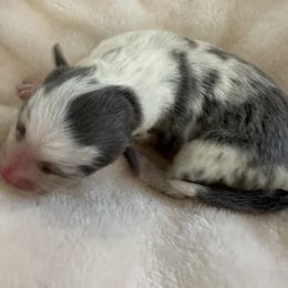 Sugar - Blue merle female Miniature Australian Shepherd puppy in Norco, California from Joyfulpuppies