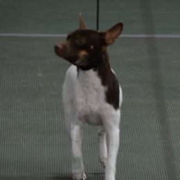 Cooper - Rat Terrier
