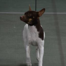 Cooper - Rat Terrier
