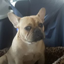 Mia - French Bulldog