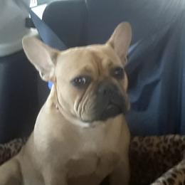 Mia - French Bulldog