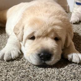 Boy 1 - Yellow male Labrador Retriever puppy in Hoosick Falls, New York from Findaway Labradors
