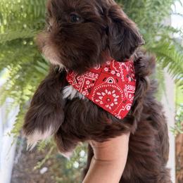 Boy 1 - Chocolate male Shih Tzu puppy in Ocala, Florida from Mimi's Shih-tzus of Ocala