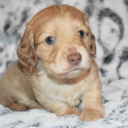 Biscuit - Cream male Dachshund puppy in Texas from Sparkles & Spurs Mini Dachshunds