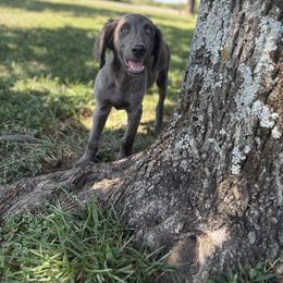 Blue girl 1 - female Long Haired Weimaraner puppy in Lancaster, Kentucky from Heavy Hollow Farm