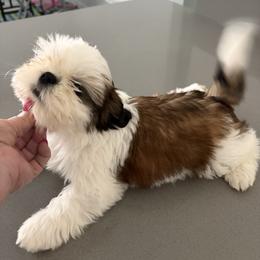 Boy 2 - Black gold and white male Shih Tzu puppy in Mount Dora, Florida from Journie Shih Tzu