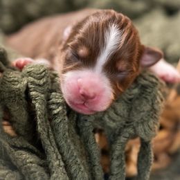 Gouda - Red tri-color female Miniature American Shepherd puppy in Groesbeck, Texas from Empire Miniature American Shepherds