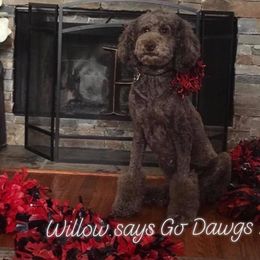 Willow  - Poodle