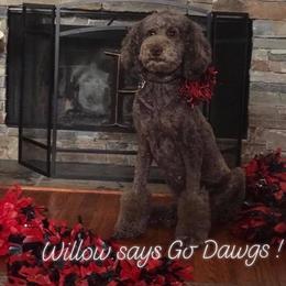 Willow  - Poodle