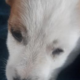 Russell Terriers from Harth's Russell Terriers