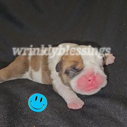 Bogey - Red and white male Bulldog puppy in Granville, Iowa from Wrinkly Blessings English Bulldogs