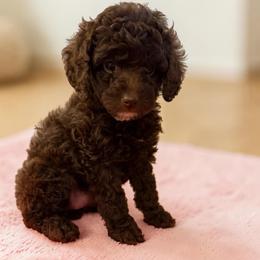 Brown girl - Brown female Poodle puppy in Oneida, Tennessee from Pippa’s Place Poodles