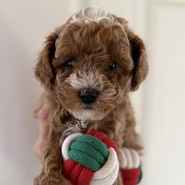 Cavapoo puppies from SoCal Cavapoos